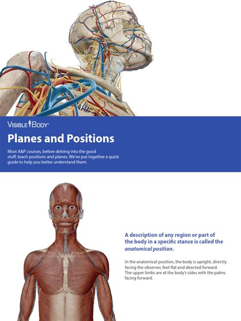 A Guide To Anatomical Positions Planes And Directional Terms Pdf