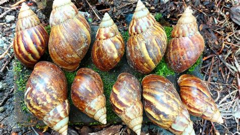 Hunting Snails Mantul Mencari Keong Bekicot Jumbo Siput Keong Luwing