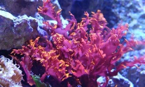 The 10 Live Saltwater Aquarium Plants - (Guide & Care) | Planted ...