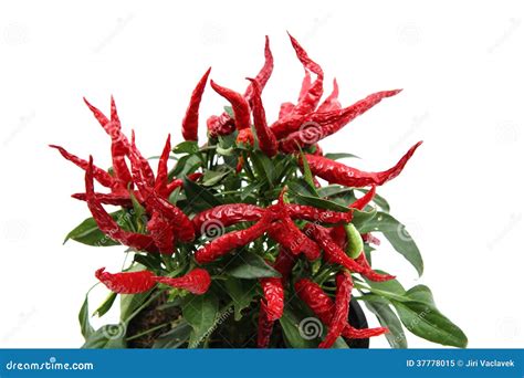 Pianta Del Peperoncino Rosso Spezia Rovente Immagine Stock Immagine