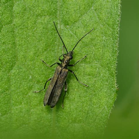 Oedemera Lurida Oedemeridae 7 6 2022 Topsham Devon Tim Worfolk