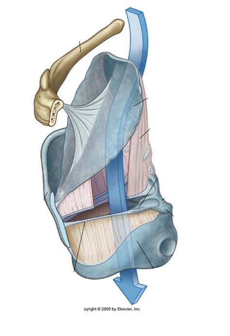 Diagram Of Anatomy Internal Laryngeal Membranes And Ligaments Quizlet