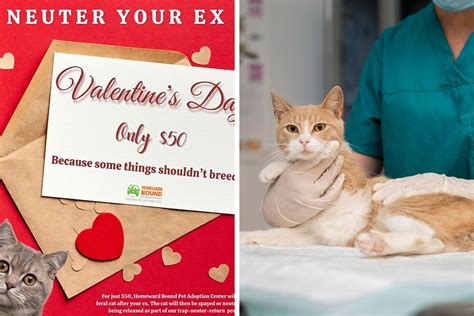 Animal Shelter Invites People To Donate 50 To Have Feral Cat Named