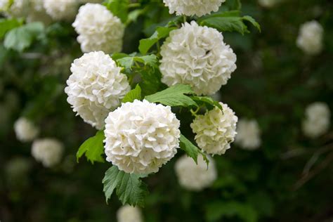 21 Types Of White Hydrangeas For Your Garden