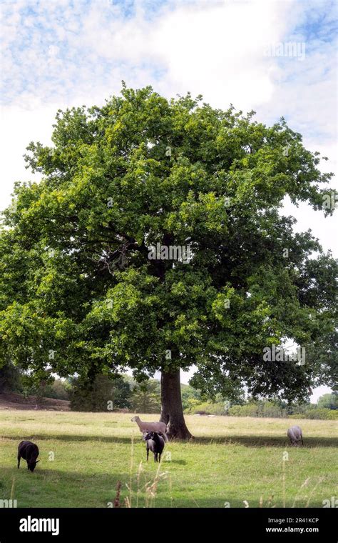 Shorn Sheep Under An Oak Tree In Summer Stock Photo Alamy