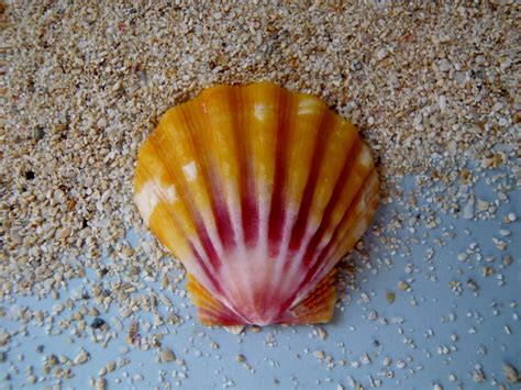 Sunrise Shell Rare Hawaii Seashell