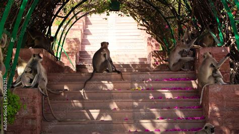 Mandore gardens is collection of temples and memorials near Jodhpur ...