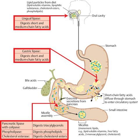 Understanding Lipid Digestion A Comprehensive Guide To Lipid Metabolism