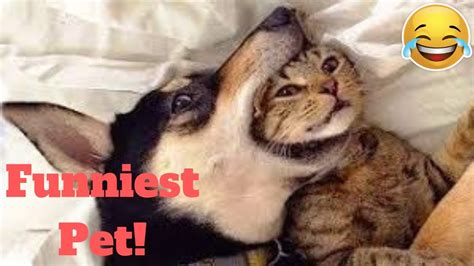 💥top Funniest Pet Reactions And Bloopers Viral Weekly Lol😂🙃💥 Of 2019