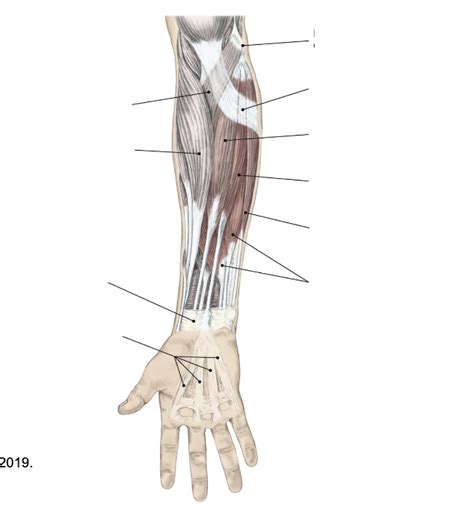 Flexors Of The Wrists And Fingers Diagram Quizlet