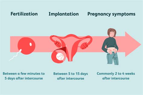 How Long Does Conception Take After Sex