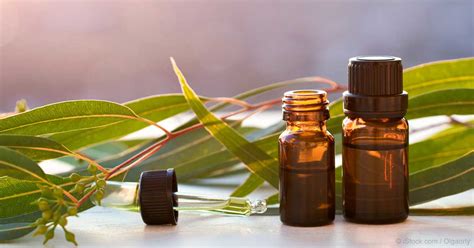 Lemon Eucalyptus Oil Benefits And Uses