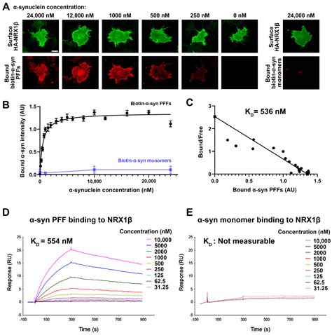 Cells Free Full Text α Synuclein Preformed Fibrils Bind To β