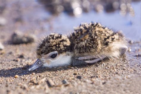 Australian Masked Lapwing Plover Chick Stock Photo Image Of Cute
