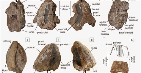 Sciency Thoughts Dinocephalian Therapsids From The Middle Permian Of