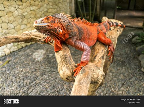 Beautiful Red Iguana Image And Photo Free Trial Bigstock