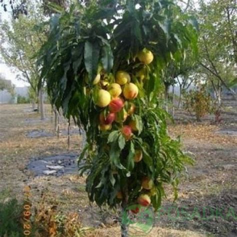 Персик колоновидный Золотой Триумф