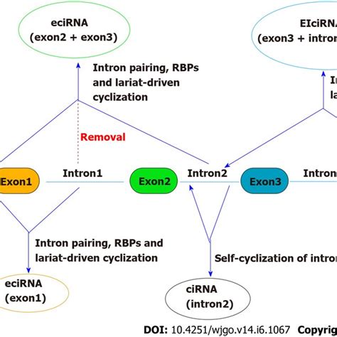 Schematic Diagram Of Biogenesis Of Circular Rnas Circrnas Circular