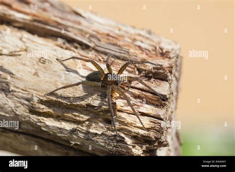 Great raft spider Stock Photo - Alamy