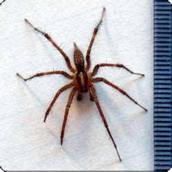 Garden Spider Brown With Striped Legs | Fasci Garden