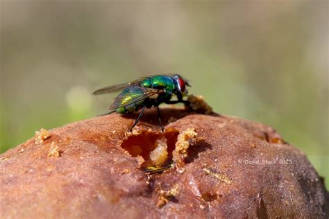 Greenbottle Blowfly Feeding David Stock Flickr