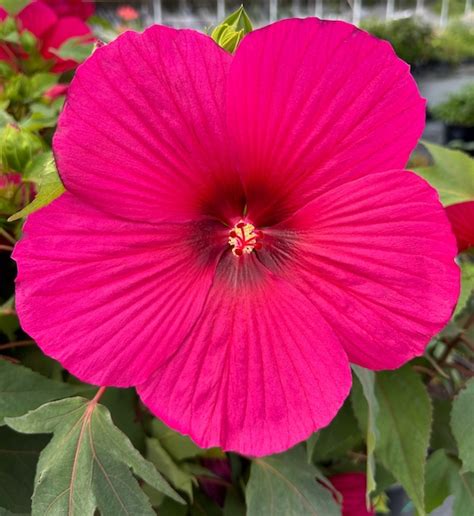 Deep Pink Hardy Hibiscus Hibiscus X Tahi16 Carousel™ Pink Passion