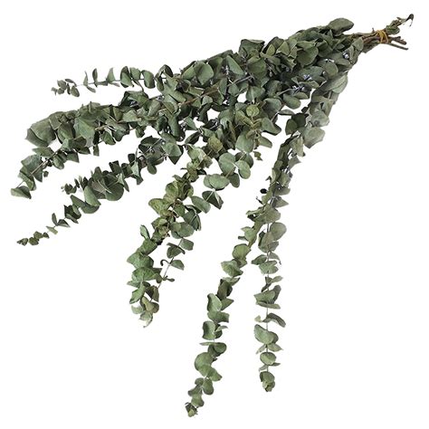 Welling 10pcsbouquet Dried Leaves Real Branches Smell Good Dried