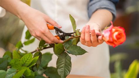 Se Preparan Floristas Para El De Mayo En Quer Taro