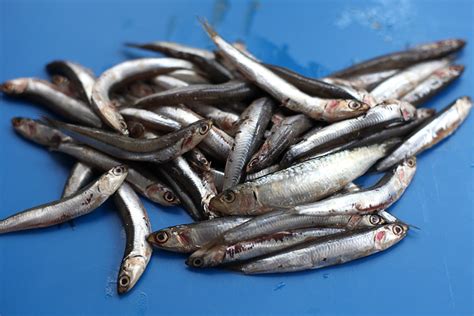 Fried Small Fish