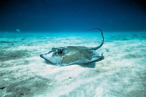 Mantarraya Caracter Sticas Alimentaci N H Bitat Reproducci N