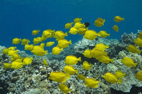 Should We Really Keep Tangs In Groups Of The Same Species Reef2Reef