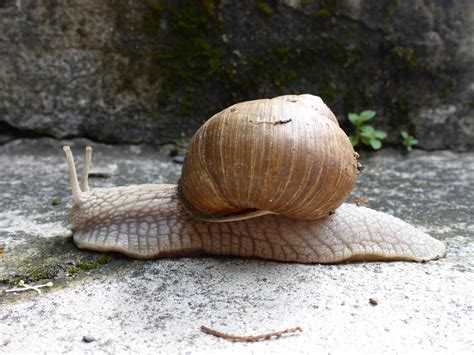 Free Images : nature, animal, garden, fauna, shell, invertebrate ...