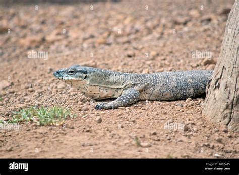 Rosenberg Lizard Hi Res Stock Photography And Images Alamy