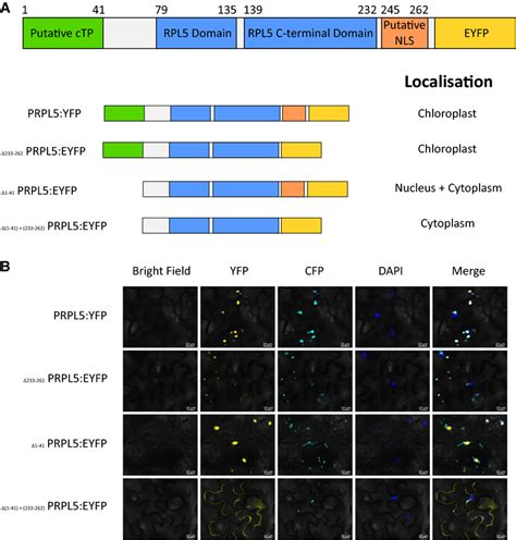 Subcellular Localization Of Prpl Yfp Protein Constructs In A Thaliana