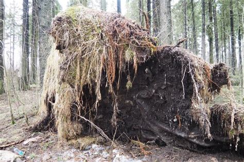 Picea Abies Abeto De Noruega O Abeto Europeo El Abeto Es Un Gran Rbol