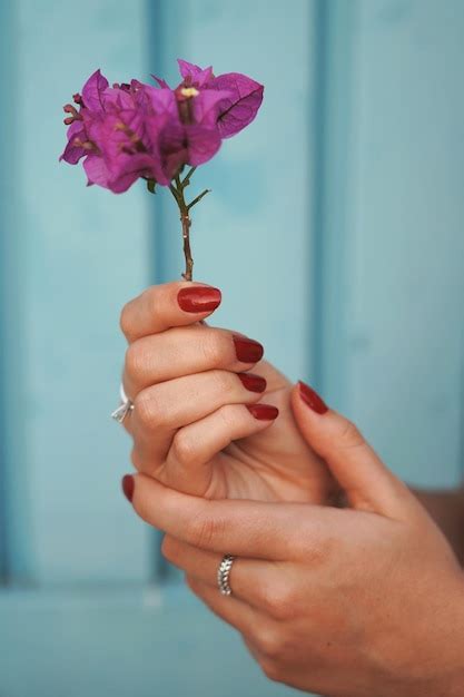 Premium Photo Close Up Of Hand Holding Purple Flower