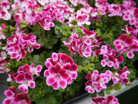 Pelargonium Engelsk Obp Opplysningskontoret For Blomster Og Planter