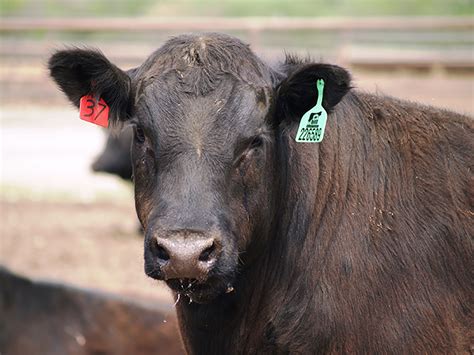 Certified Angus Beef brand posts record June - CAB Cattle