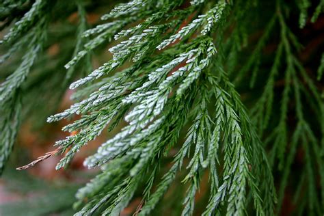 Giant Sequoia Tree Leaves