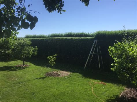 Pruning Privet hedge early June 2017 in my Utah Garden | Garden, Privet ...