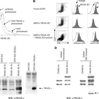 TRAIL S Binds TRAIL R2 A Jurkat T Cells Were Stained For Surface