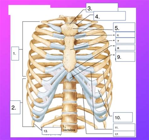 Axial Skeleton Ribs Flashcards Quizlet