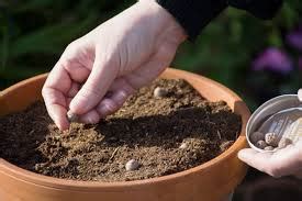 product review seedball fabulous farm shops