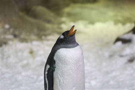 Папуанский пингвин (30 фото) - красивые фото и картинки pofoto.club