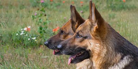 Dog Ear Yeast Infection Treatment Happy Dog Training