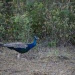 Peacock Pavo Cristatus Bandipur National Park Karnataka India