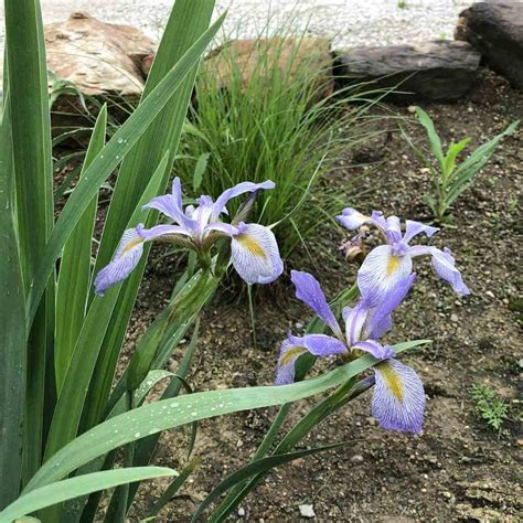 Southern Blue Flag Iris Virginica Var Shrevei