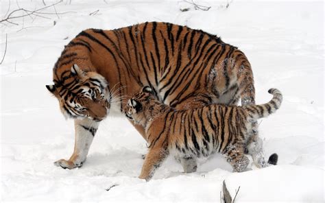 Landscape Animals Nature Snow Winter Tiger Wildlife Big Cats