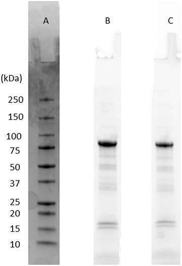 SDS‐Page gel results of TU‐CAT product. Column A is the stain‐free gel ...