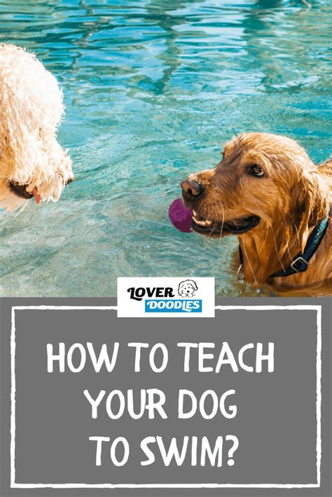 How To Teach Your Dog To Swim Lover Doodles